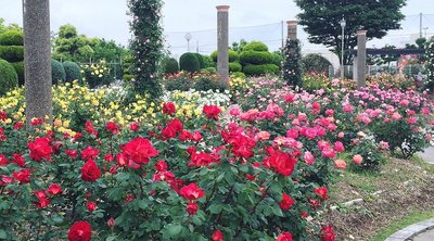 🌹 와카조노 공원 이미지 2